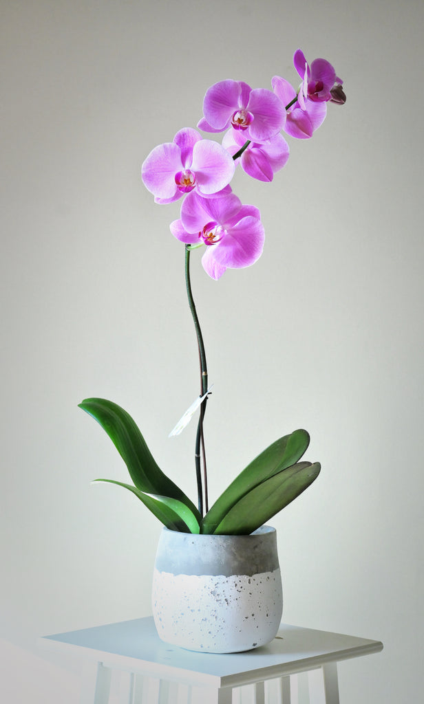 pink orchid in vase