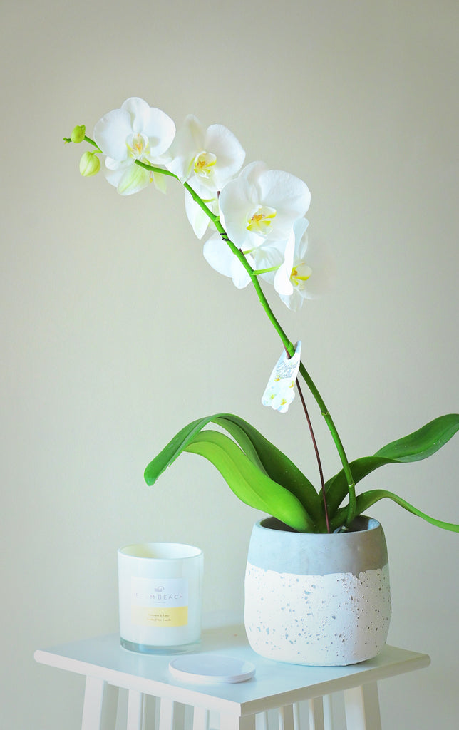 white orchid in vase
