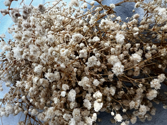  Dried baby's breath (Gypsophila) flowers with delicate, airy blooms, ideal for long-lasting dried bouquets and floral arrangements.