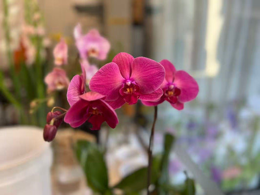 Pink potted Phalaenopsis orchid in bloom with softly blurred pink orchids and green foliage in the background, available from Rosella Florist Canberra.