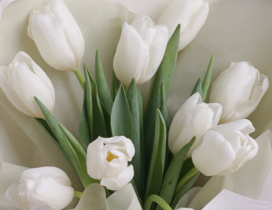 Premium white Tulips wrapped with dusty colour paper in Canberra