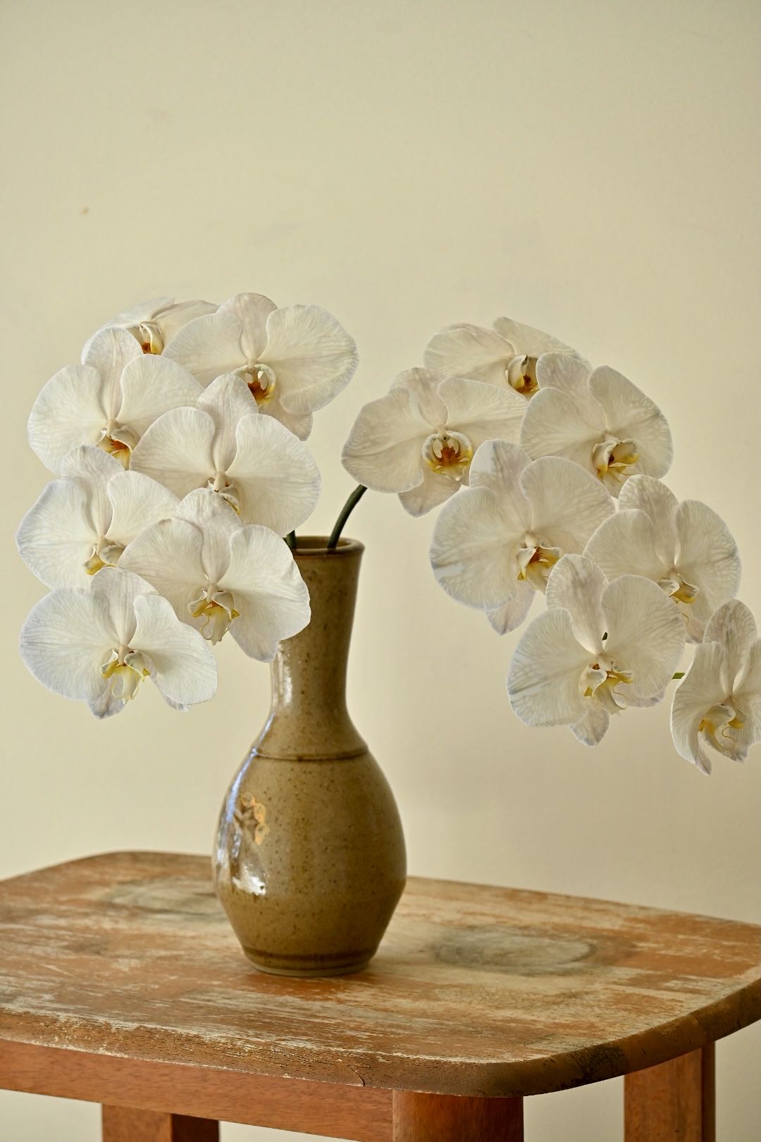 Orchid in vase